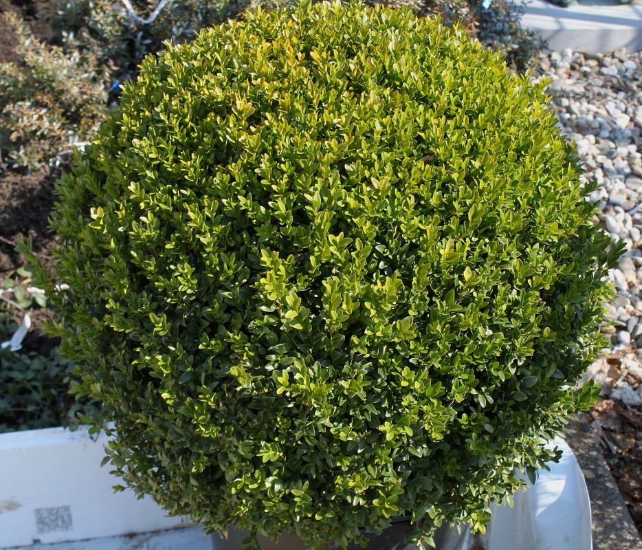 Image of Buxus sempervirens specimen.