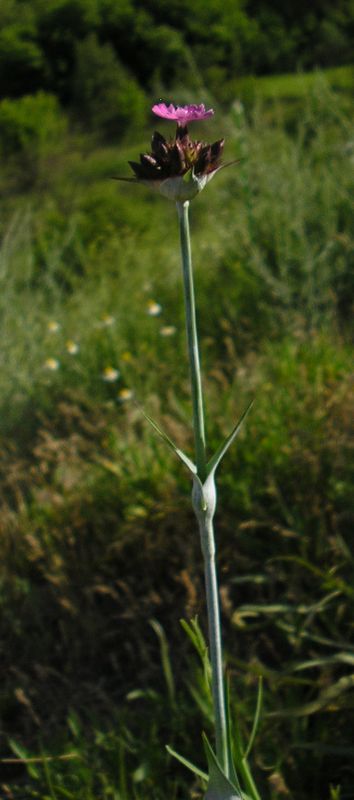 Изображение особи Dianthus andrzejowskianus.