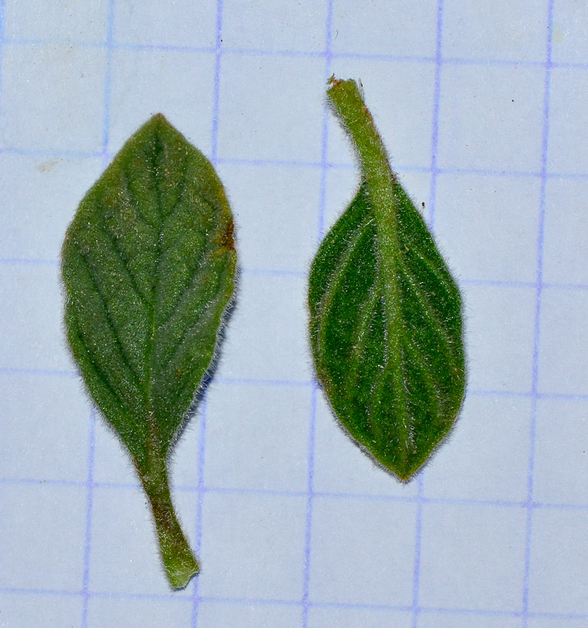 Изображение особи Heliotropium arbainense.