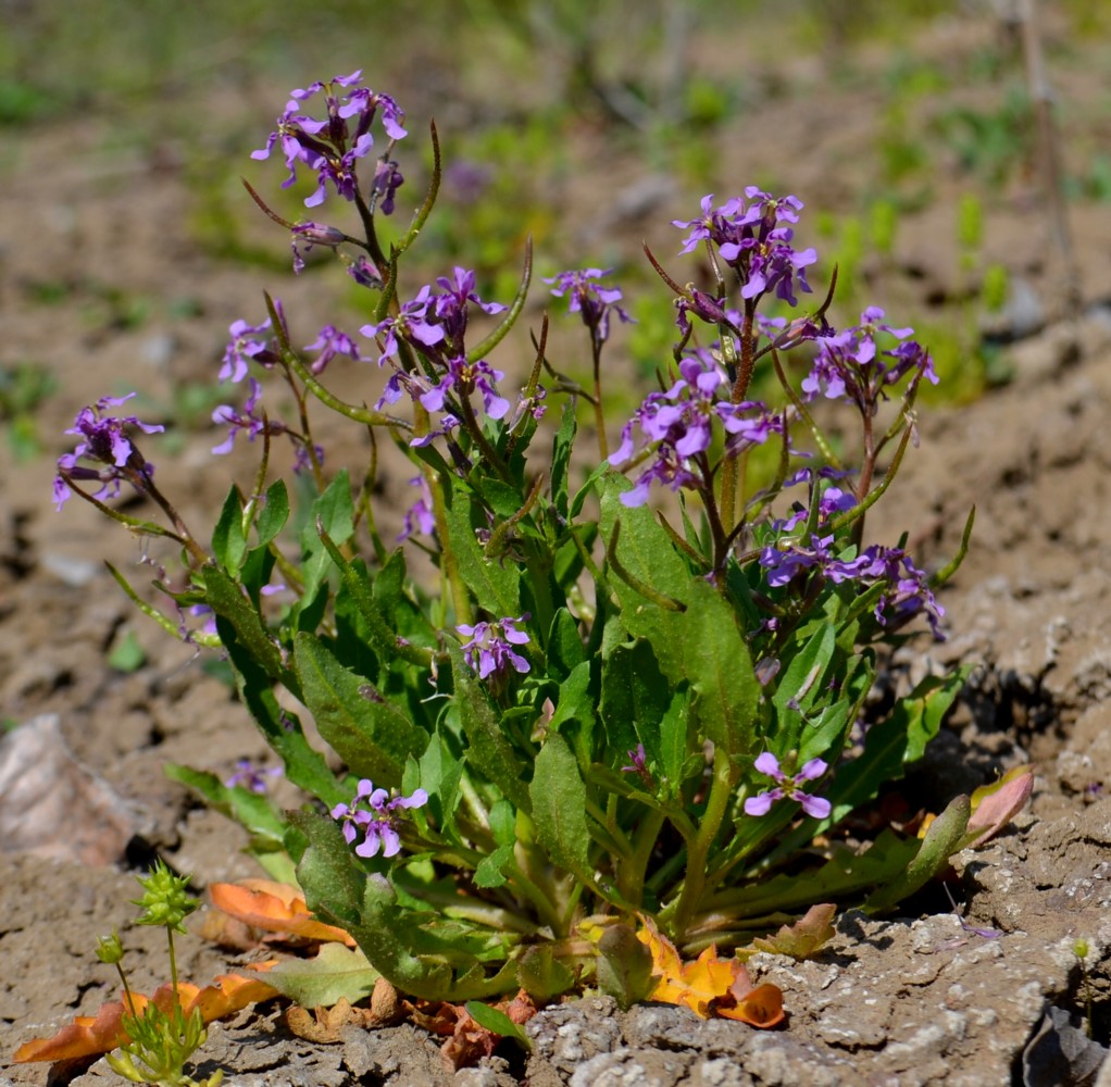 Изображение особи Chorispora tenella.