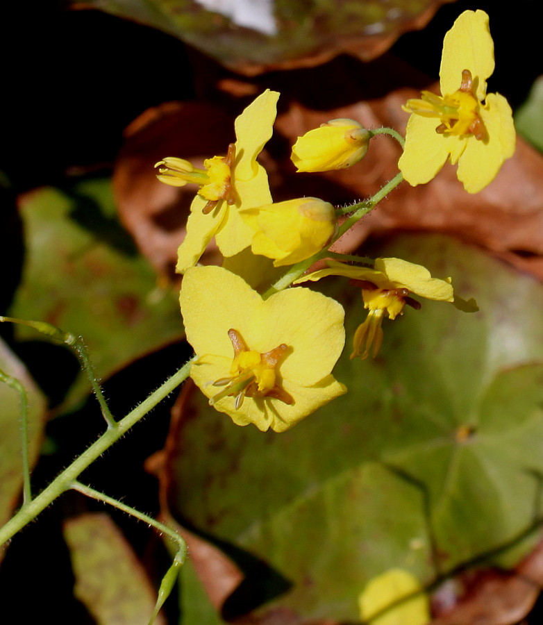 Image of Epimedium colchicum specimen.
