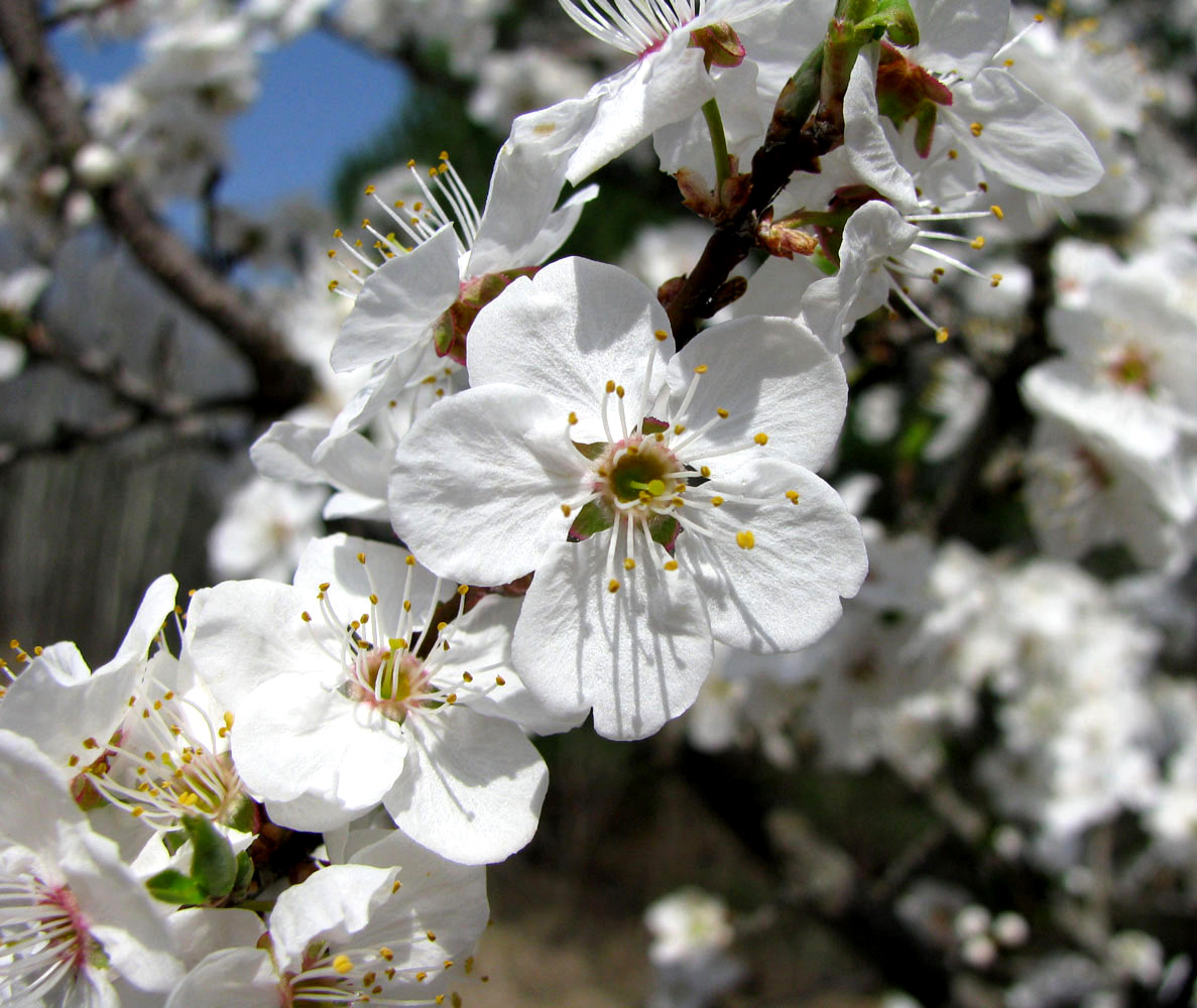 Image of Prunus cerasifera specimen.