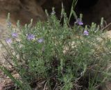 Veronica jacquinii