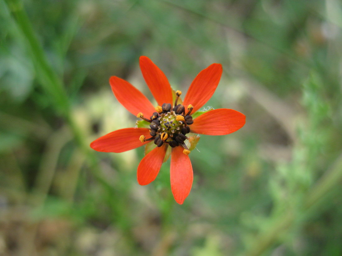 Image of Adonis flammea specimen.