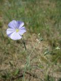 Linum austriacum