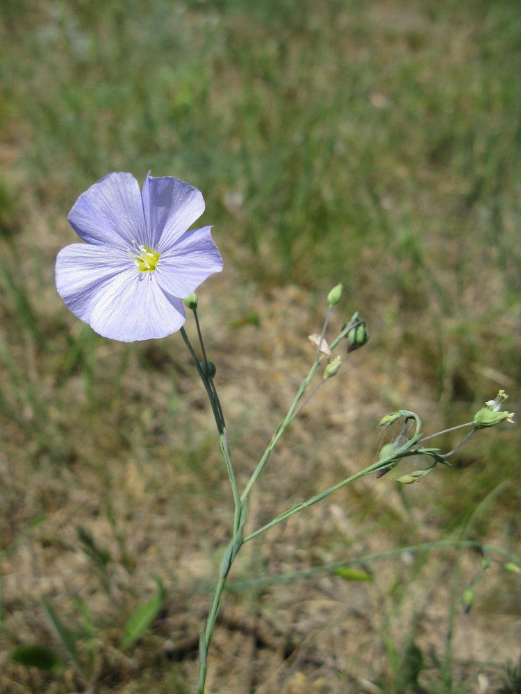 Изображение особи Linum austriacum.