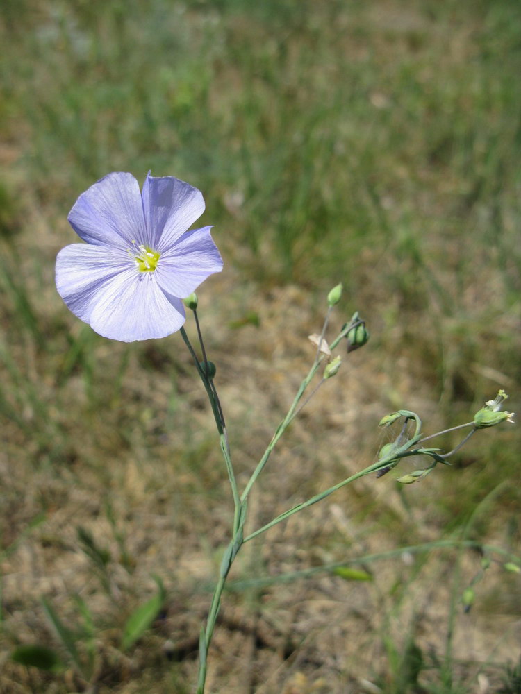 Изображение особи Linum austriacum.