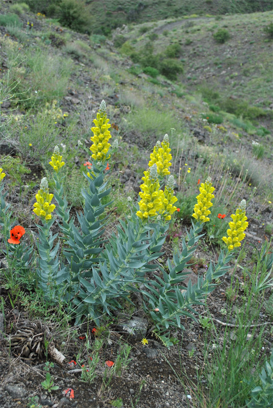 Изображение особи Linaria pyramidata.