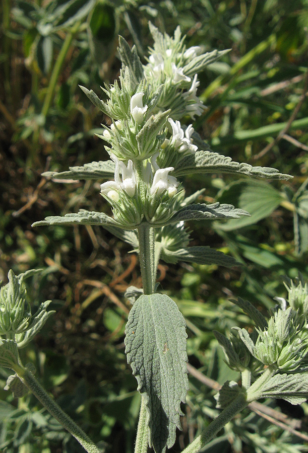 Image of Marrubium praecox specimen.