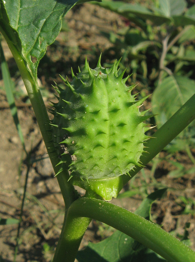 Изображение особи Datura stramonium.