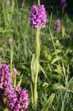 Dactylorhiza baltica. Верхняя часть цветущего растения. Эстония, Сааремаа, дер. Пилгусе, невыкашиваемый участок луга. 22.06.2013.