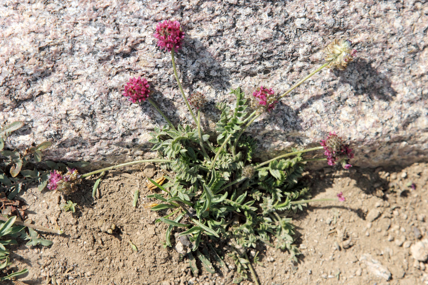 Изображение особи Oxytropis microsphaera.