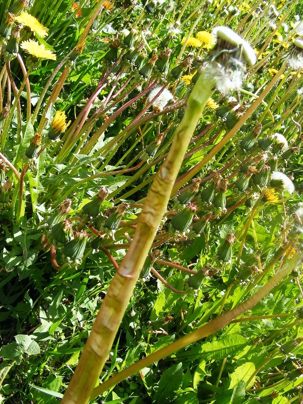 Image of Taraxacum officinale specimen.