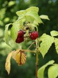 Rubus idaeus. Ветвь со зрелыми и незрелыми плодами. Санкт-Петербург, конец июля.