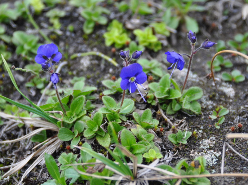 Image of Veronica grandiflora specimen.