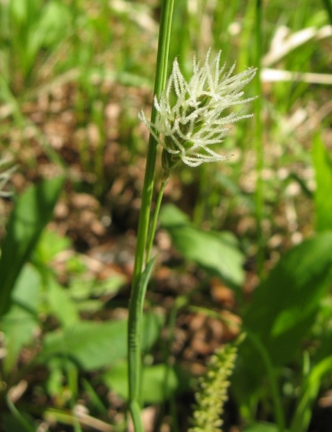 Image of Carex vaginata specimen.