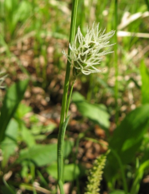 Изображение особи Carex vaginata.