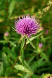 Cirsium vlassovianum. Верхушка цветущего растения. Приморский край, окр. г. Находка, падь Лебединая, ольшаник (Alnus japonica). 07.09.2013.