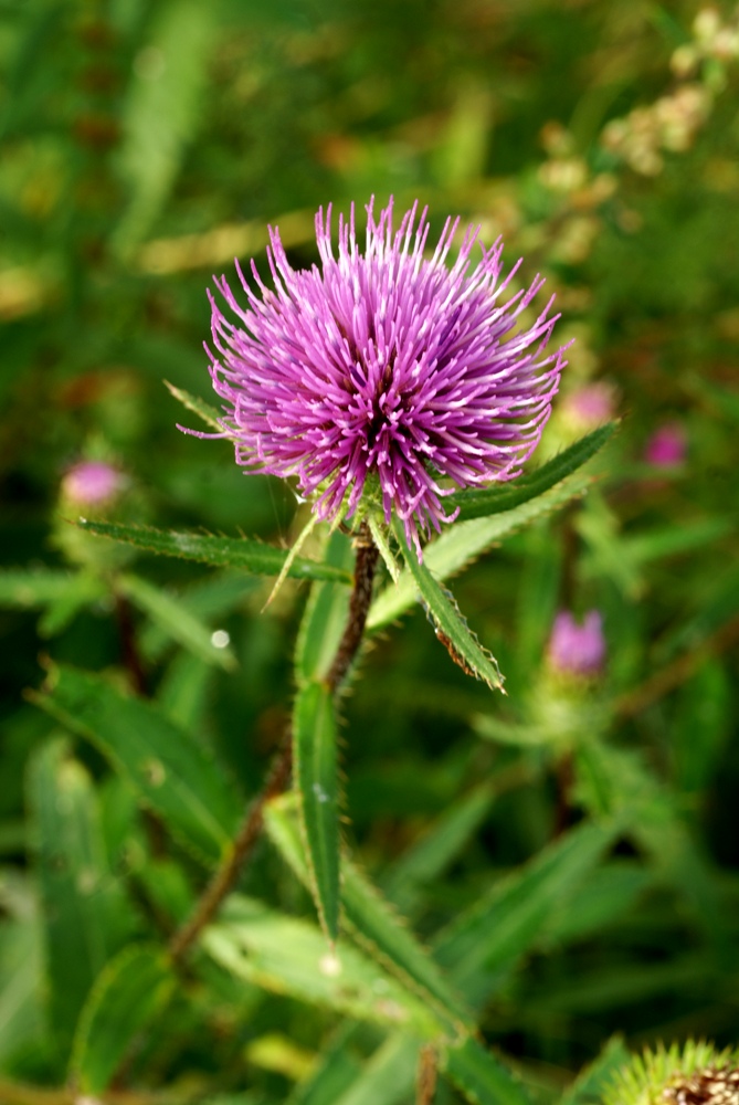 Изображение особи Cirsium vlassovianum.