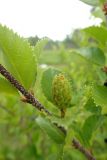 Betula fruticosa