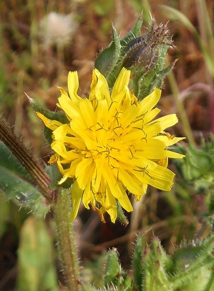 Image of Helminthotheca echioides specimen.