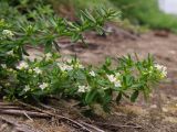 Galium humifusum