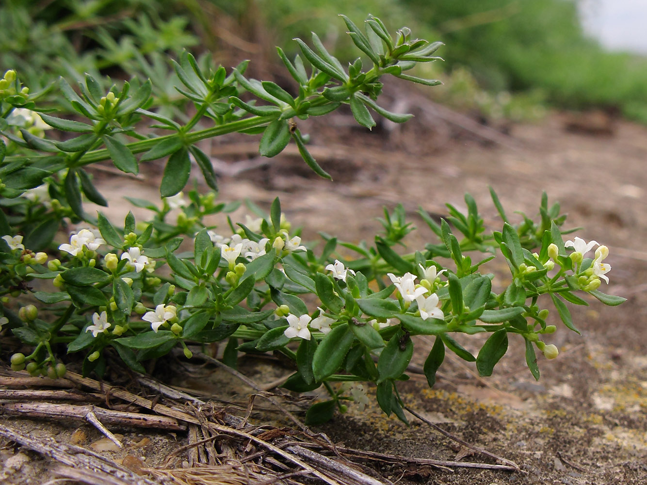 Изображение особи Galium humifusum.