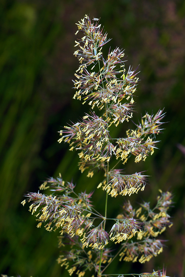 Изображение особи Calamagrostis epigeios.