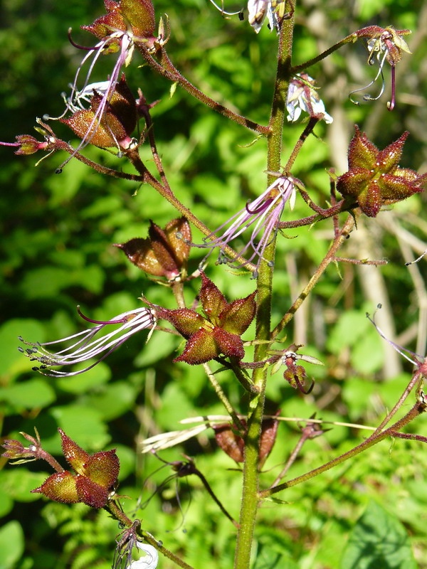 Изображение особи Dictamnus gymnostylis.