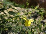 Linaria genistifolia