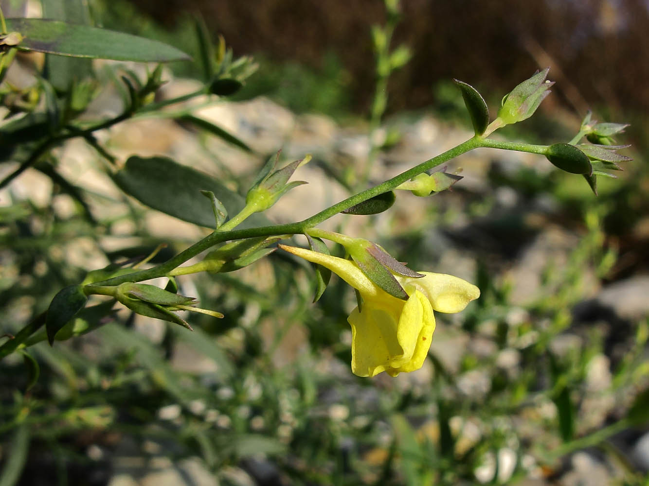 Изображение особи Linaria genistifolia.