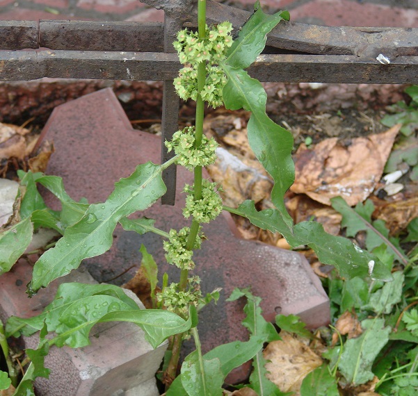 Изображение особи Rumex stenophyllus.