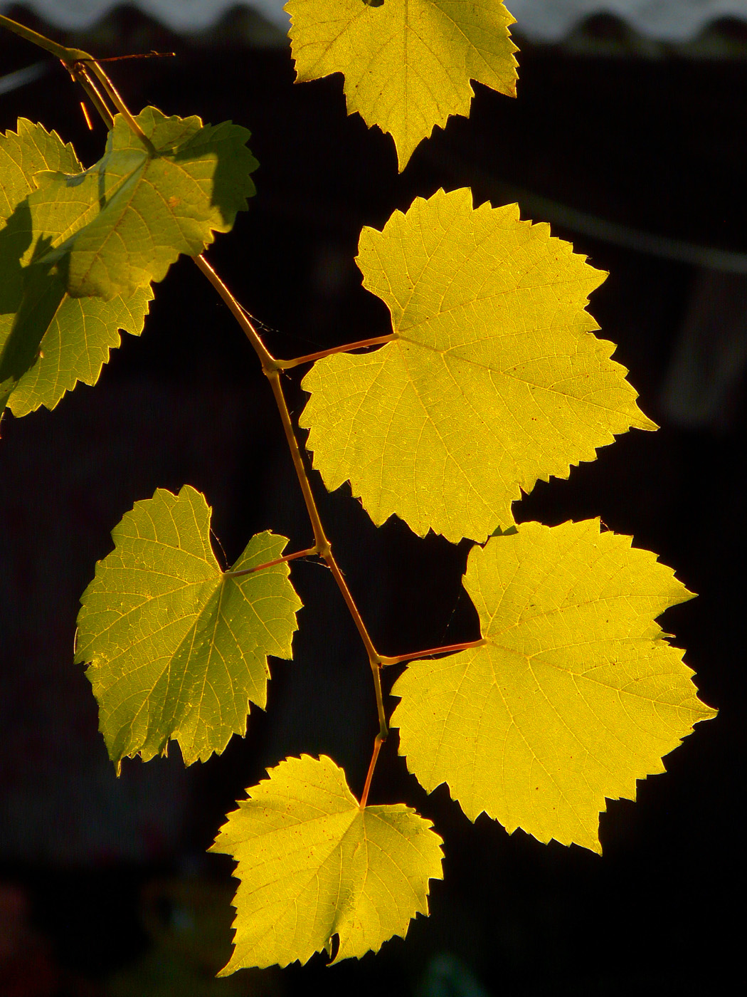 Изображение особи Vitis × bacoi.