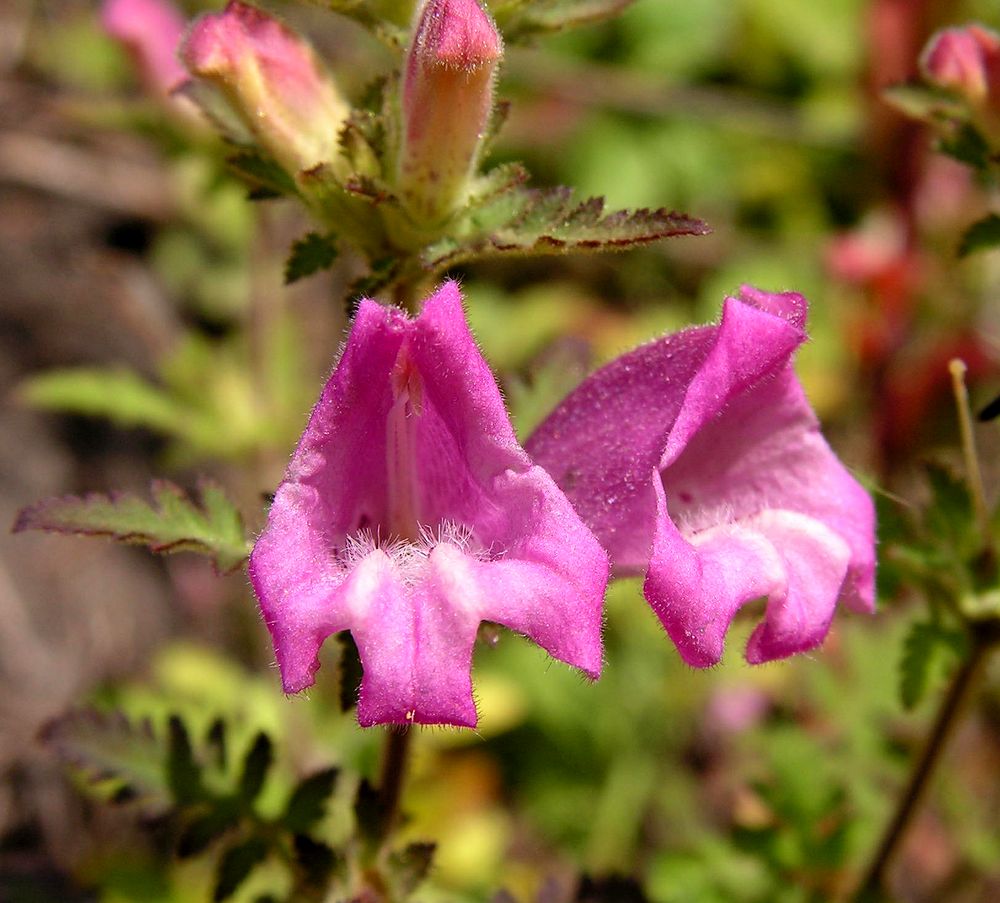 Image of Phtheirospermum chinense specimen.