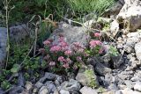 Pseudosedum karatavicum. Цветущее растение. Южный Казахстан, хр. Каржантау, верховья ущ. Кызылбулак. 08.06.2013.