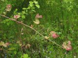 genus Vitis. Побег с разворачивающимися листьями и распускающимися соцветиями. Украина, Закарпатская обл., Виноградов, Чёрная гора, в зарослях кустарников. 5 мая 2008 г.