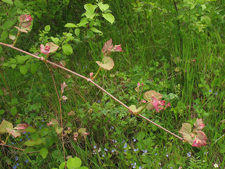 Image of genus Vitis specimen.