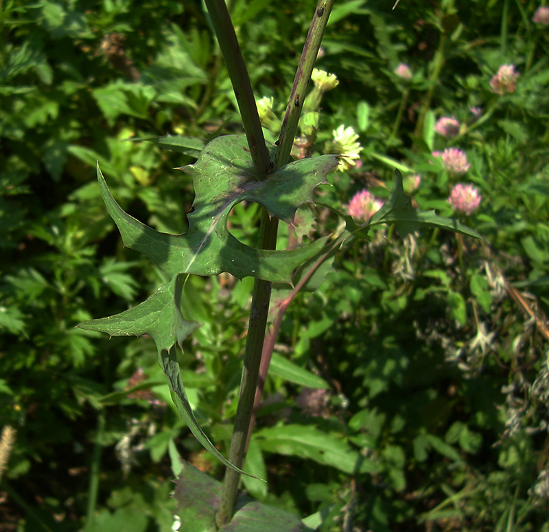 Image of Sonchus oleraceus specimen.