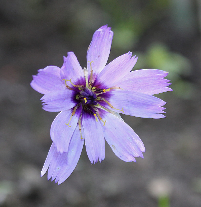 Изображение особи Catananche caerulea.