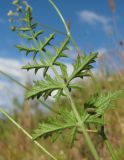 Pimpinella nigra. Лист (вид с нижней стороны). Архангельская обл., Вельский р-н, окр. пос. Усть-Шоноша, береговой склон р. Вель. 09.08.2012.