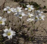 Cerastium jenisejense