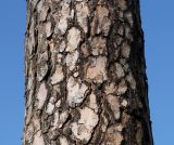 Pinus sylvestris. Средняя часть ствола взрослого дерева. Германия, г. Bad Lippspringe, Kurwald. 31.01.2014.