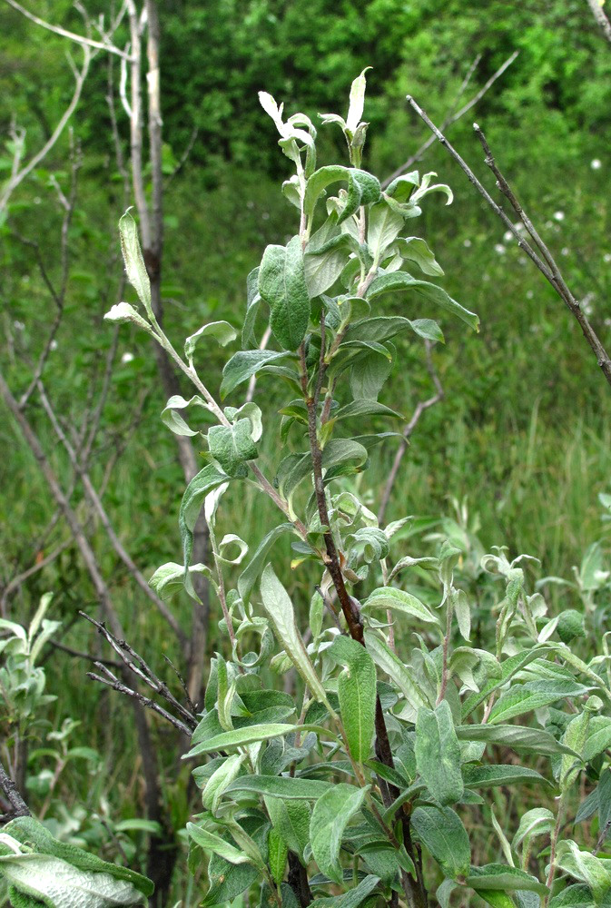 Image of Salix lapponum specimen.