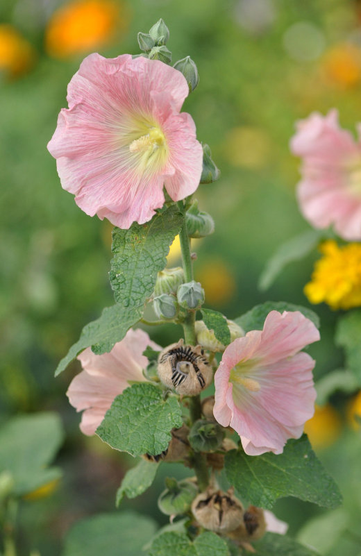 Изображение особи Alcea rosea.