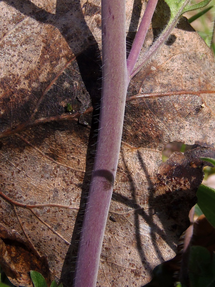 Image of Arabidopsis arenosa specimen.