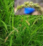 Carex laevissima