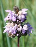 Phlomoides tuberosa