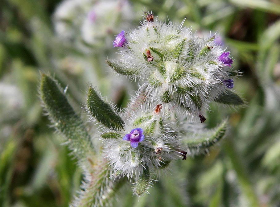 Image of Hormuzakia aggregata specimen.