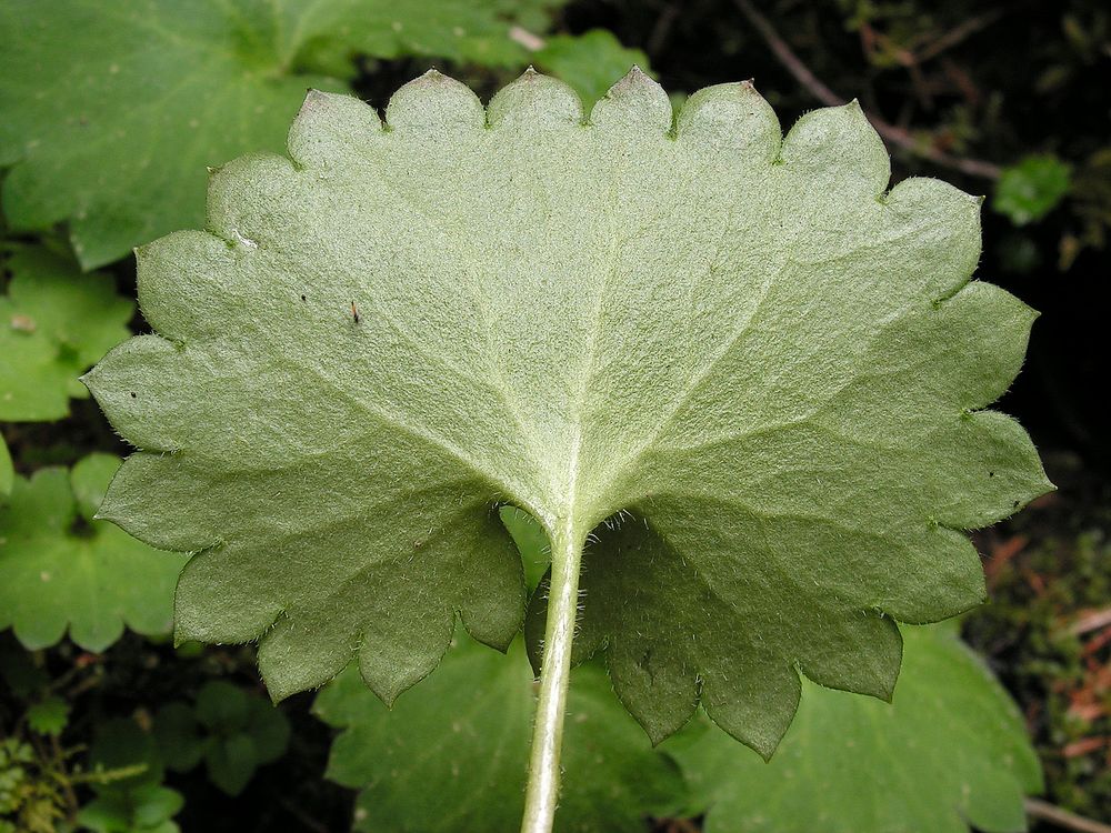 Image of Micranthes aestivalis specimen.