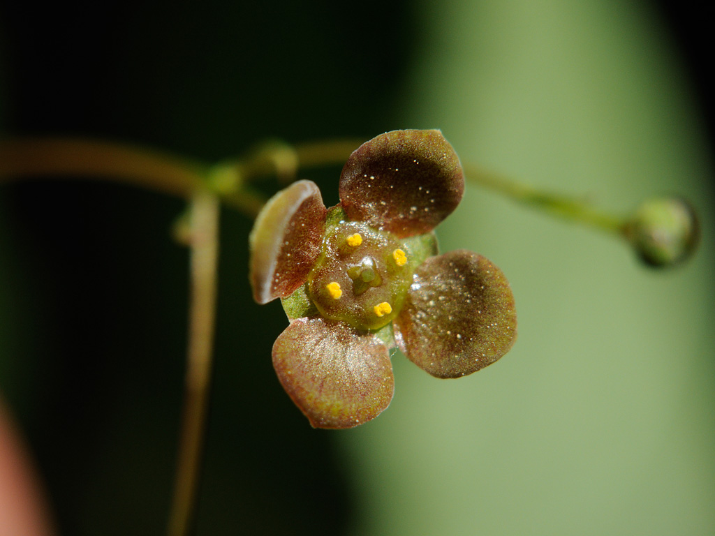 Изображение особи Euonymus verrucosus.